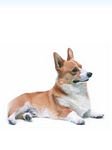 pic for Welsh Corgi